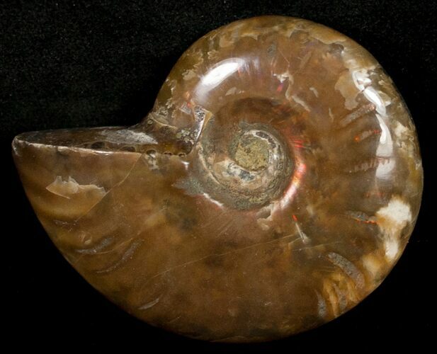 Flashy Red Iridescent Ammonite - Wide #10351